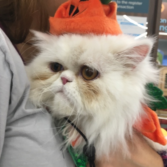 Meet your Posher, Megan - Picture 5 of 8